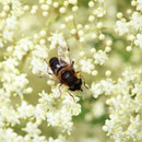 Svarthyll 'Haschberg'