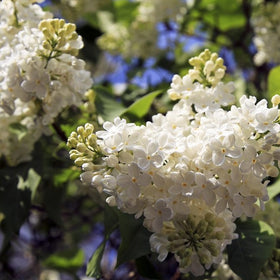 Syrin 'Madame Lemoine'