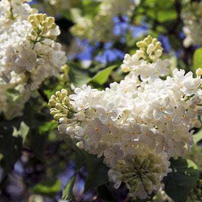 Syrin 'Madame Lemoine'