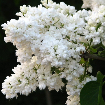 Syrin 'Madame Lemoine'