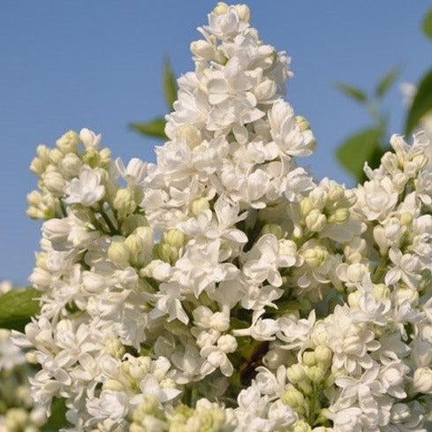 Syrin 'Madame Lemoine'