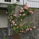 Rose 'Blush Rambler'