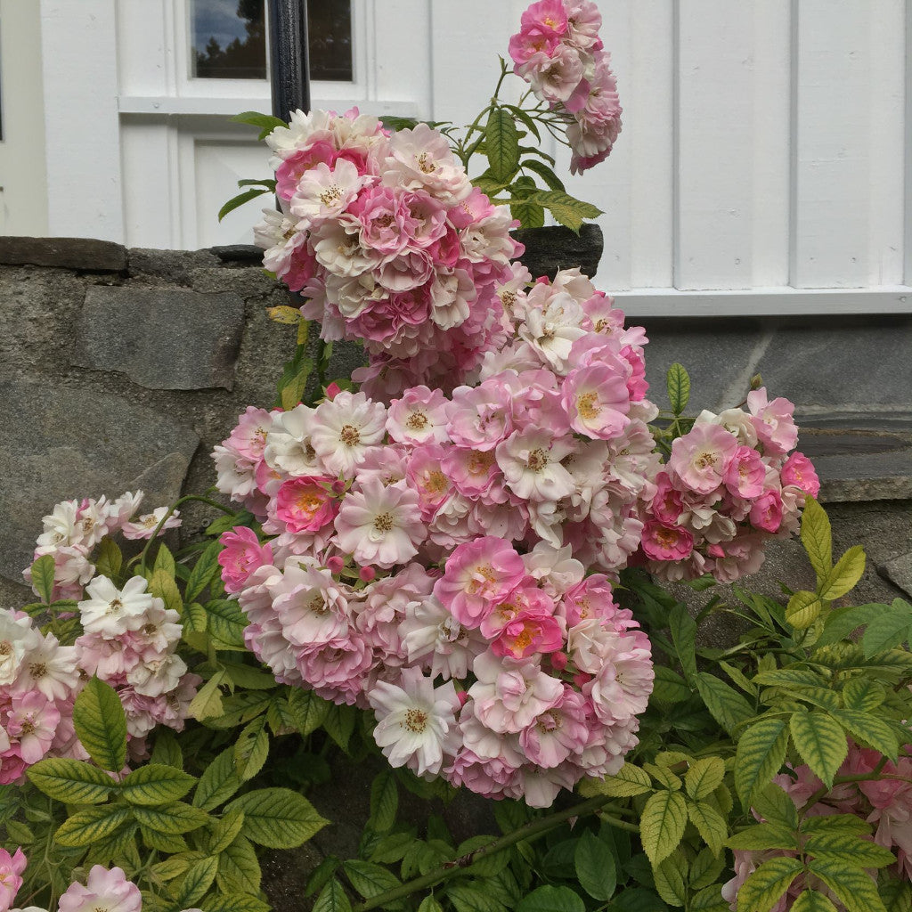 Rose 'Blush Rambler'