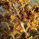 Tindved Hann 'Romeo'