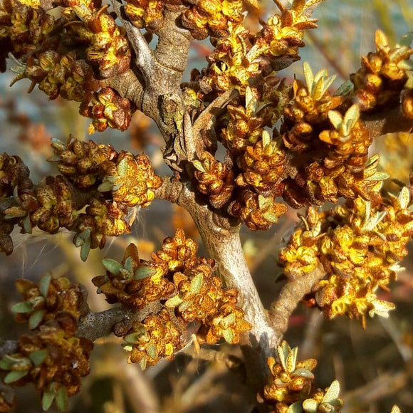 Tindved Hann 'Romeo'