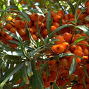 Tindved Hunn 'Julia'