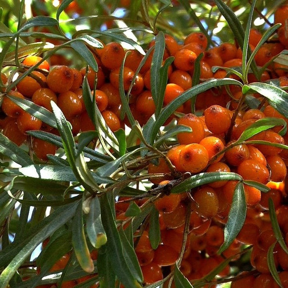 Tindved Hunn 'Julia'