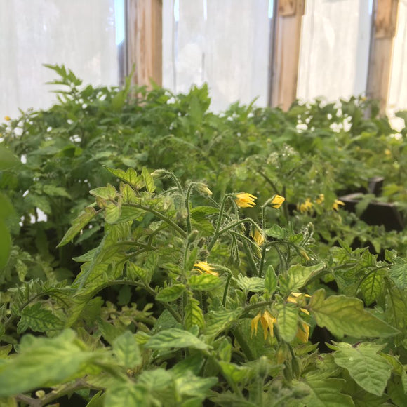 Tomat Plomme 'Bolstar Sensatica' Supersort - Frø