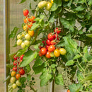 Tomat Plomme 'Bolstar Sensatica' Supersort - Frø