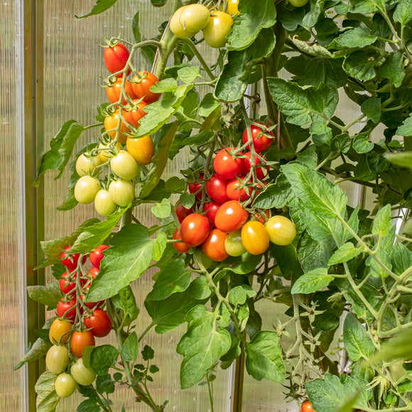 Tomat Plomme 'Bolstar Sensatica' Supersort - Frø