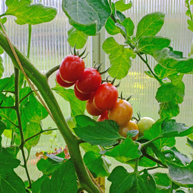 Tomat Plomme 'Bolstar Sensatica' Supersort - Frø