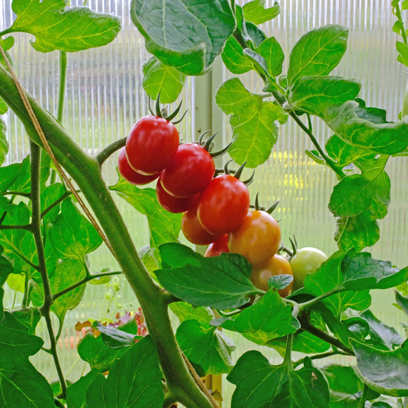 Tomat Plomme 'Bolstar Sensatica' Supersort - Frø