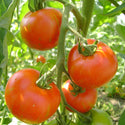 Tomat Tigerella - Frø