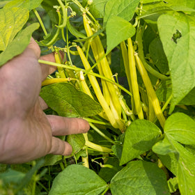 Voksbønne - Frø - 0